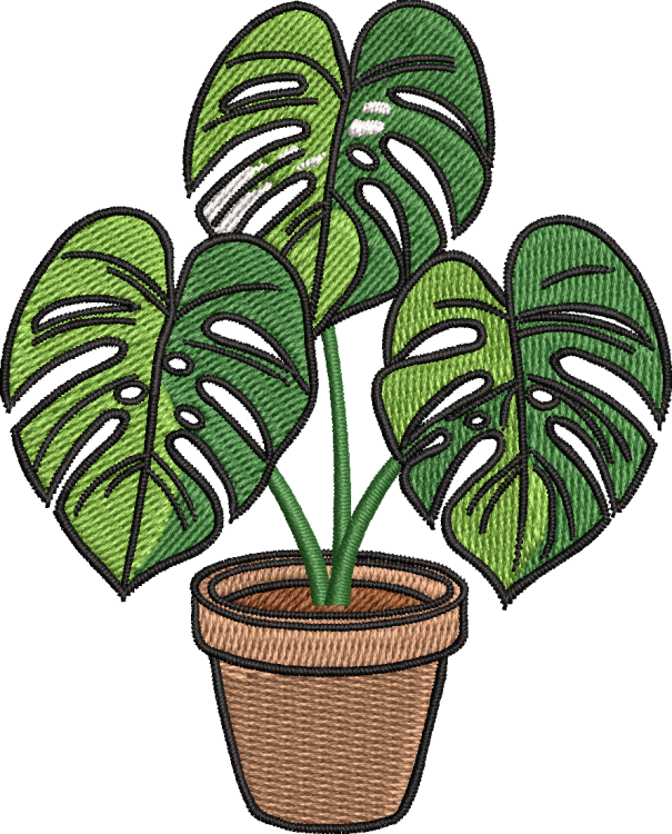 Monstera